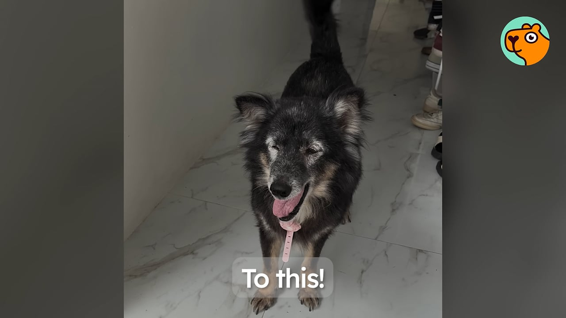 Part 2: Đ1707003 Skeleton Dog Had No One Until Couple Saves Her | Cuddle Buddies