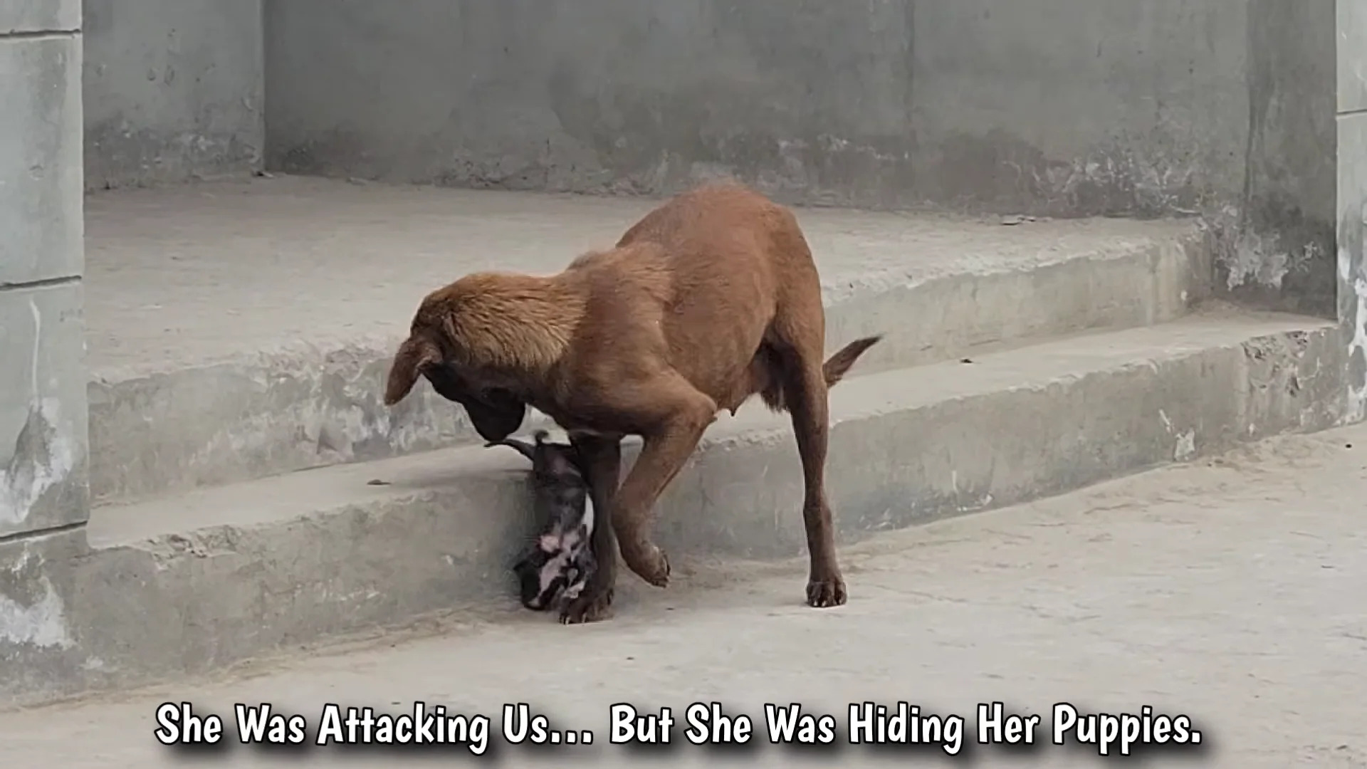 Part 2: Đ1707001 A stray dog enters a house with her five puppies, Afraid they might be thrown out ���