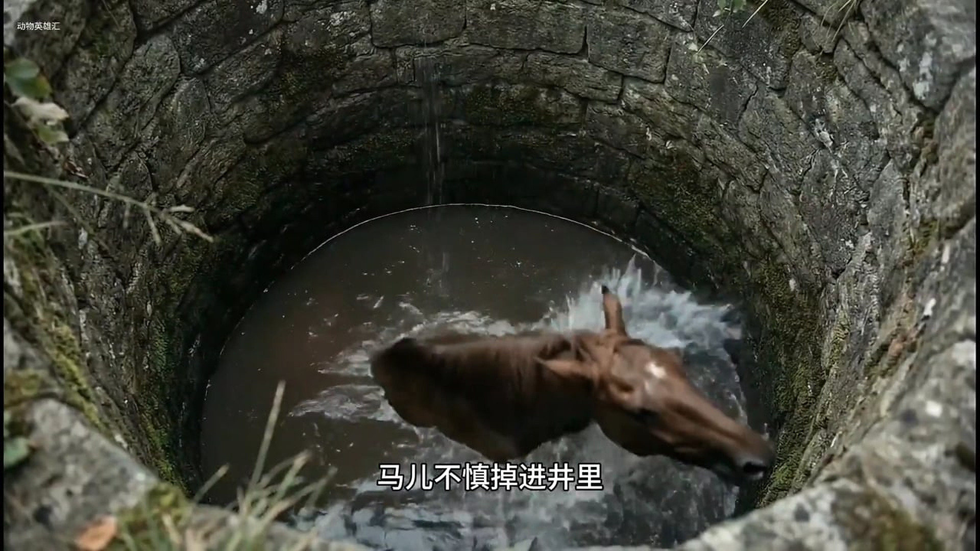 Đ2008002_rescue poor horse