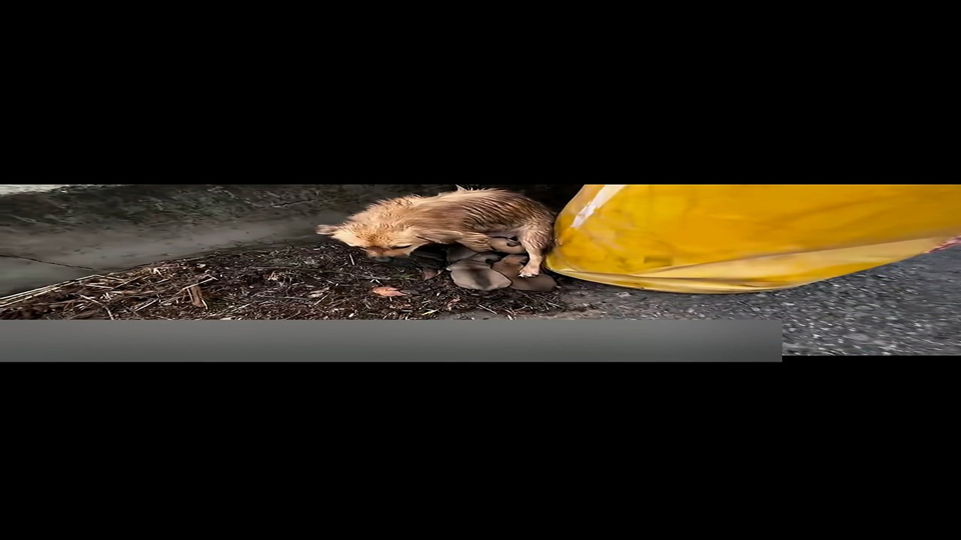 Đ2108001_This mother dog is living in the middle of the road.#rescue #rescuean..._blurred