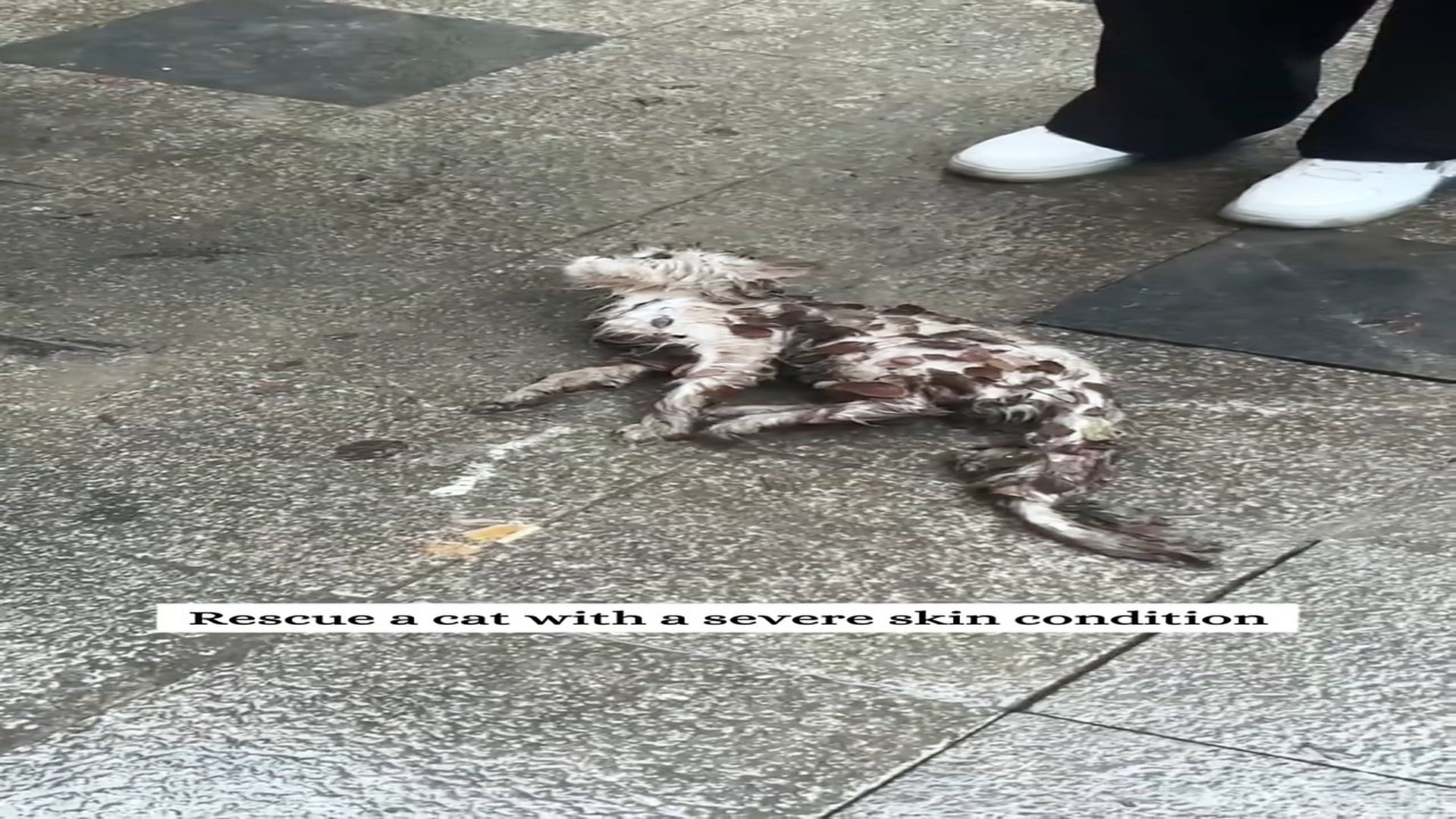 Đ1808001_Rescue a cat suffering form a serious skin disease and then #rescue #...