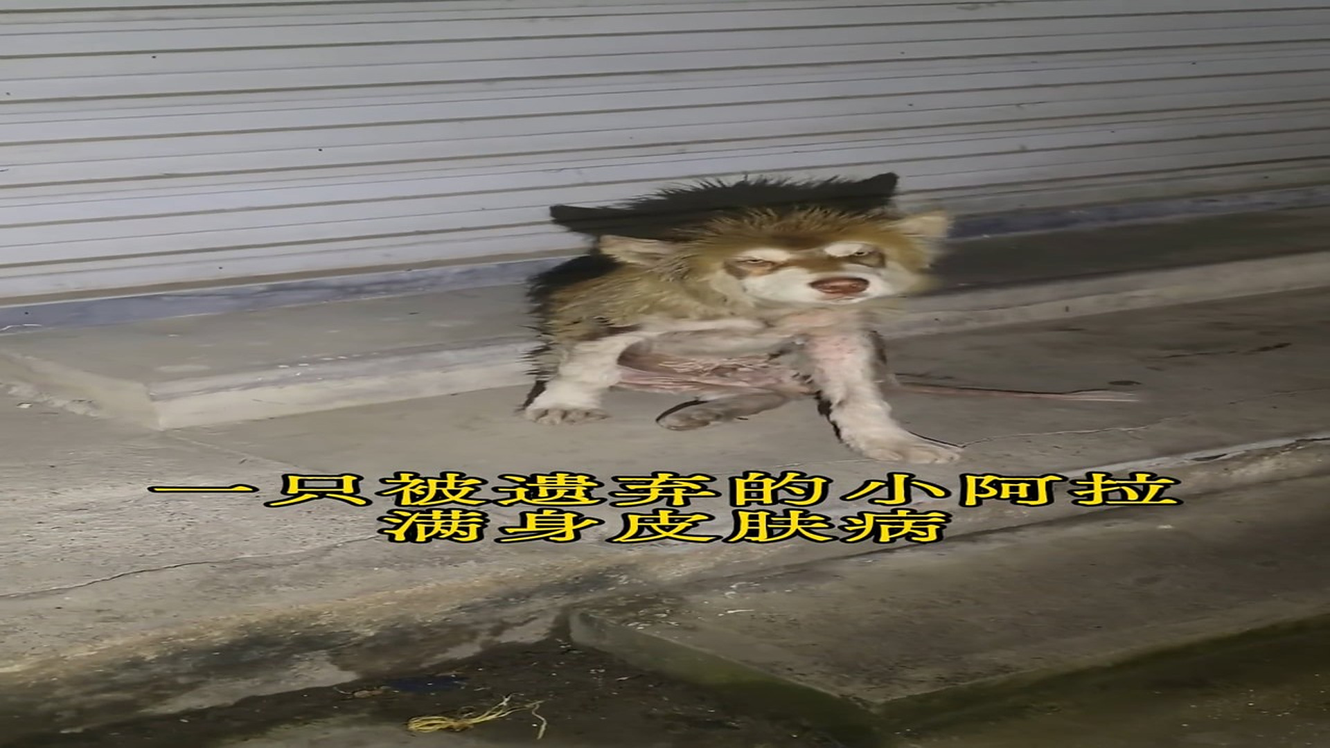 Đ0309002_resuce poor dog