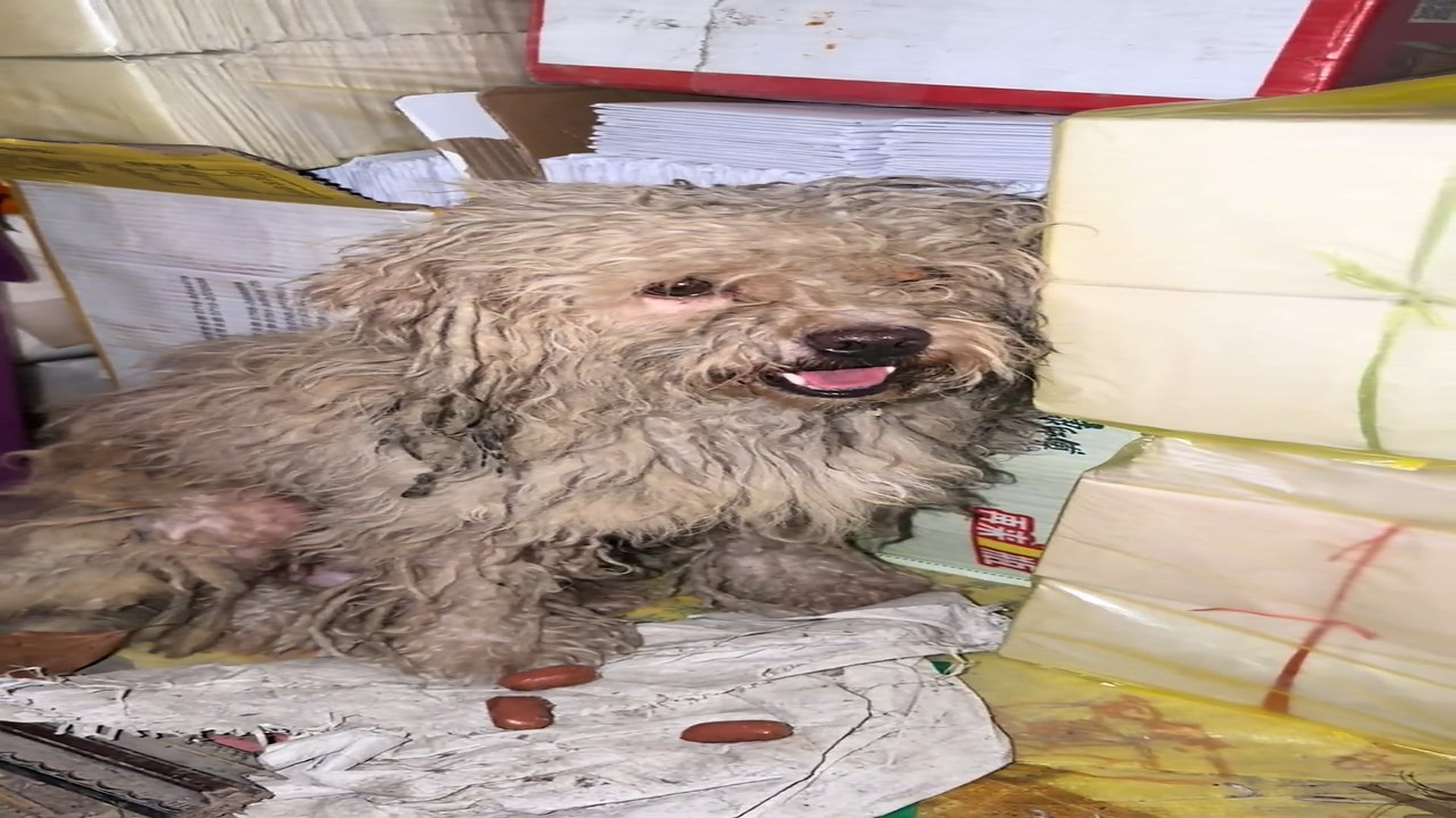 Đ0409001_rescue poor dog