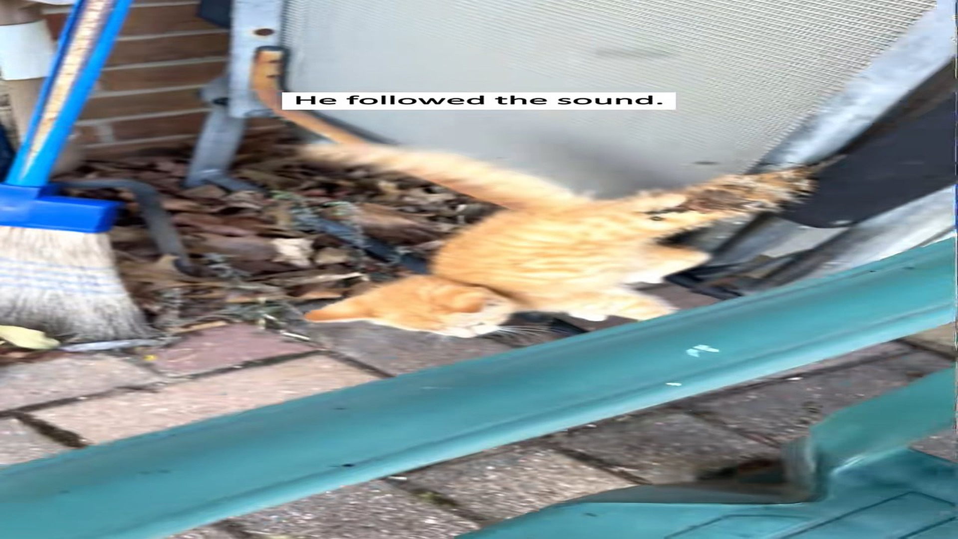 Đ0909002_He heard a faint kitten cry and saved the trapped little life❤️#tiktokgrowthchallenge #kittenrescue