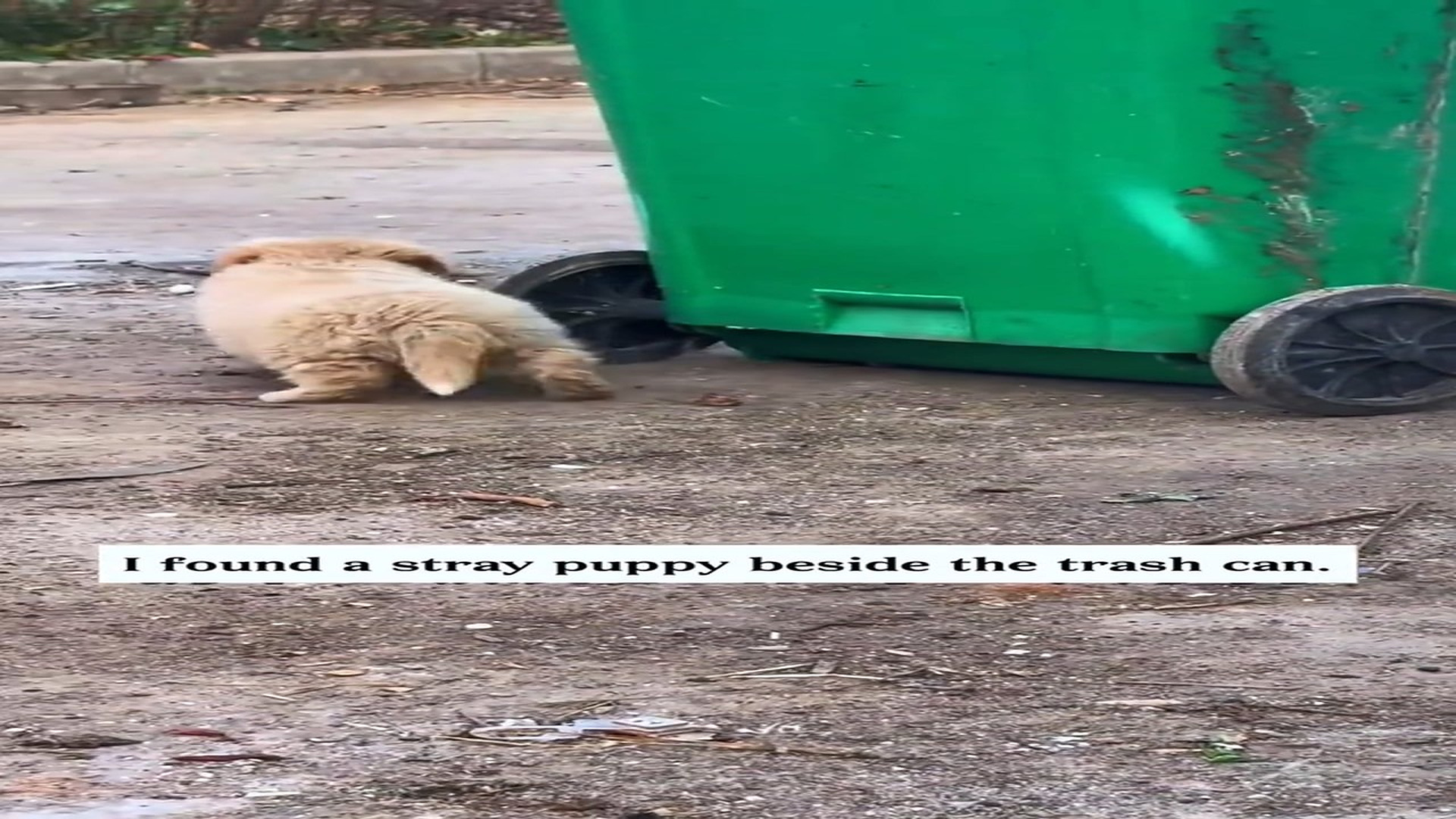 Đ0909003_I found a stray puppy beside the trash can.It stood in the middle of the road, looking helpless. It