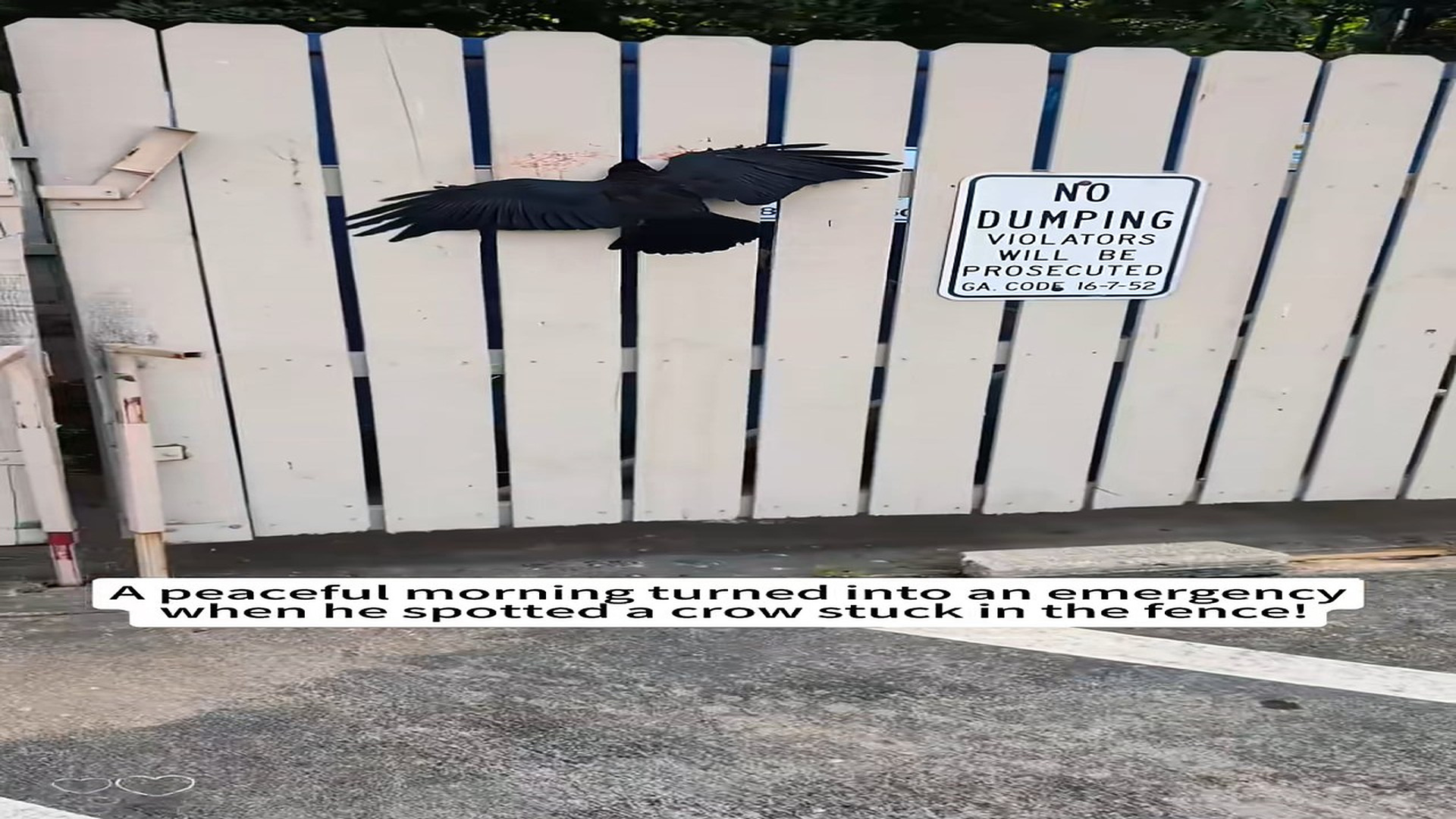 Đ0909001_He Saved a Crow… Then It Refused to Leave ��#rescue #lovestory #fyp #animalrescue #family