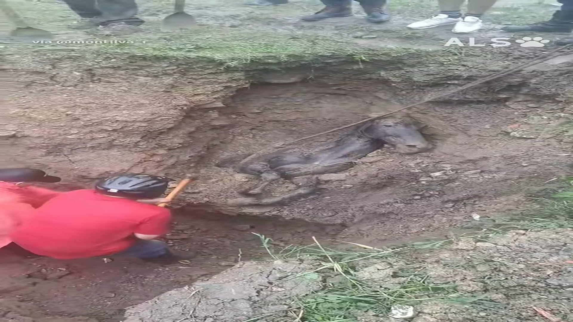 Đ0909001_The beautiful moment an entire village united to save a trapped horse �❤️ #HorseRescue #AnimalRescu