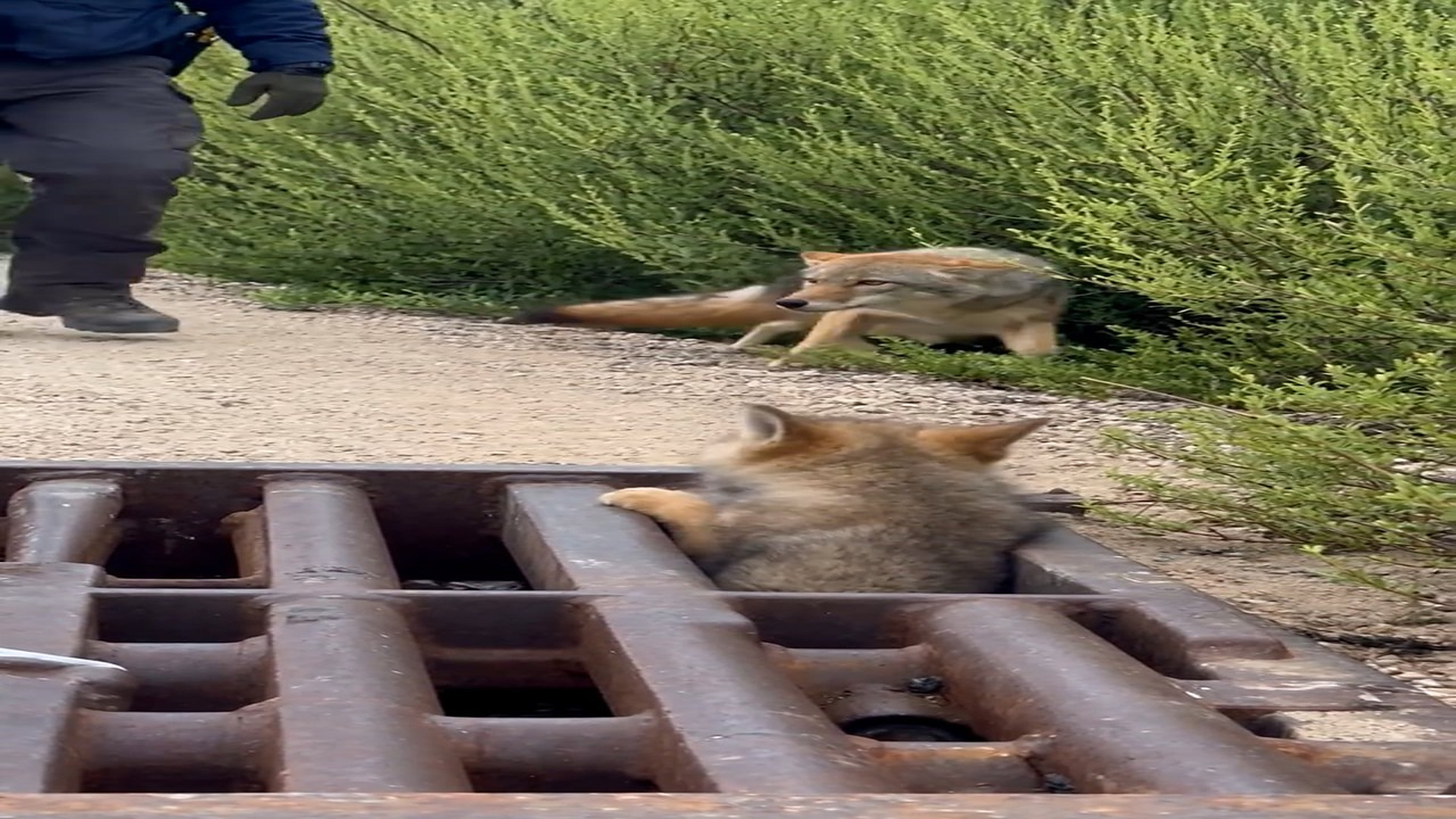Đ0909003_Wildlife Officer Helps a Trapped Coyote #AnimalRescue #WildlifeRescue #AnimalFamily #Heartwarming #r