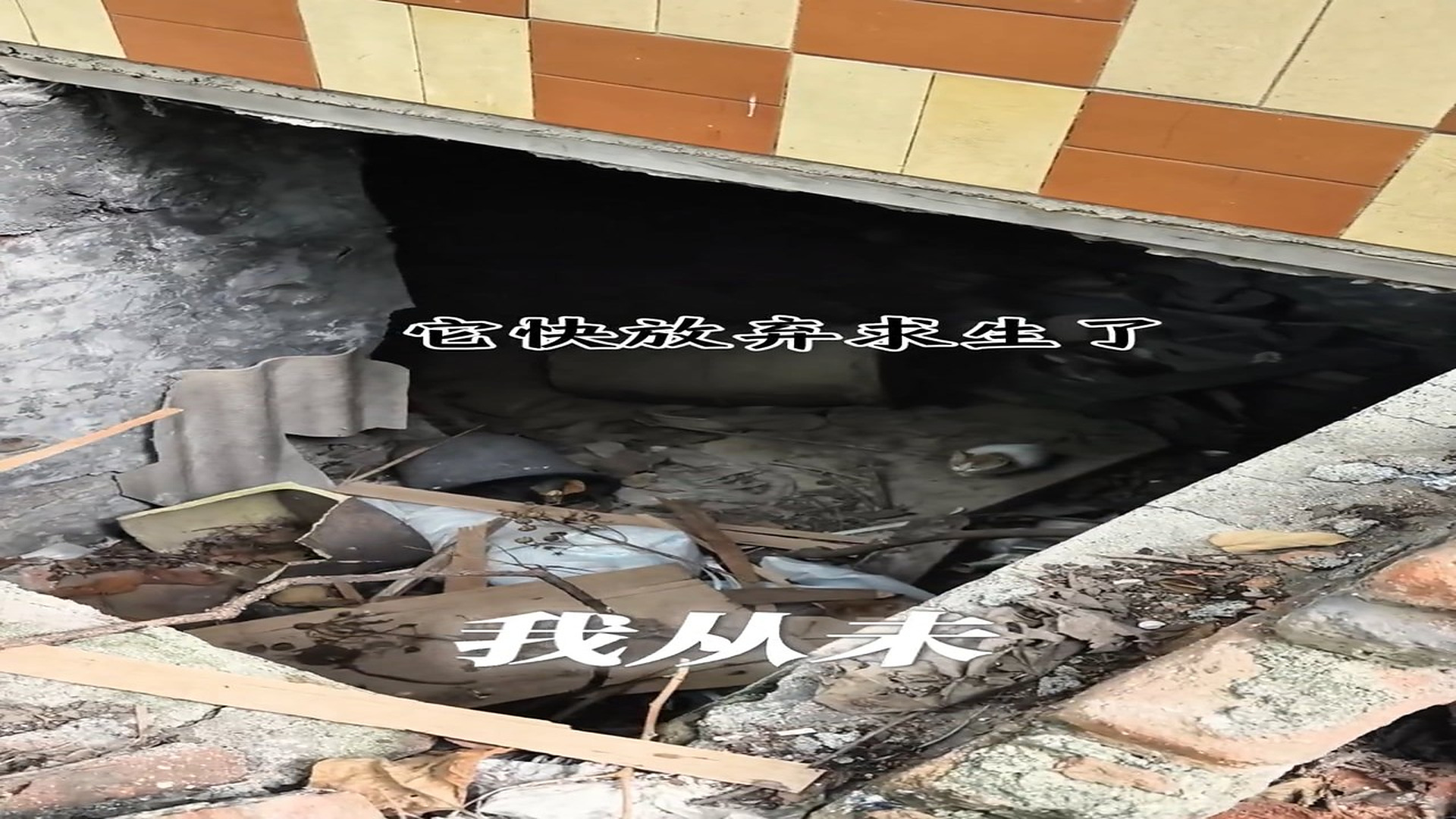 Full Video : Đ0809001_rescue poor kitten stuck