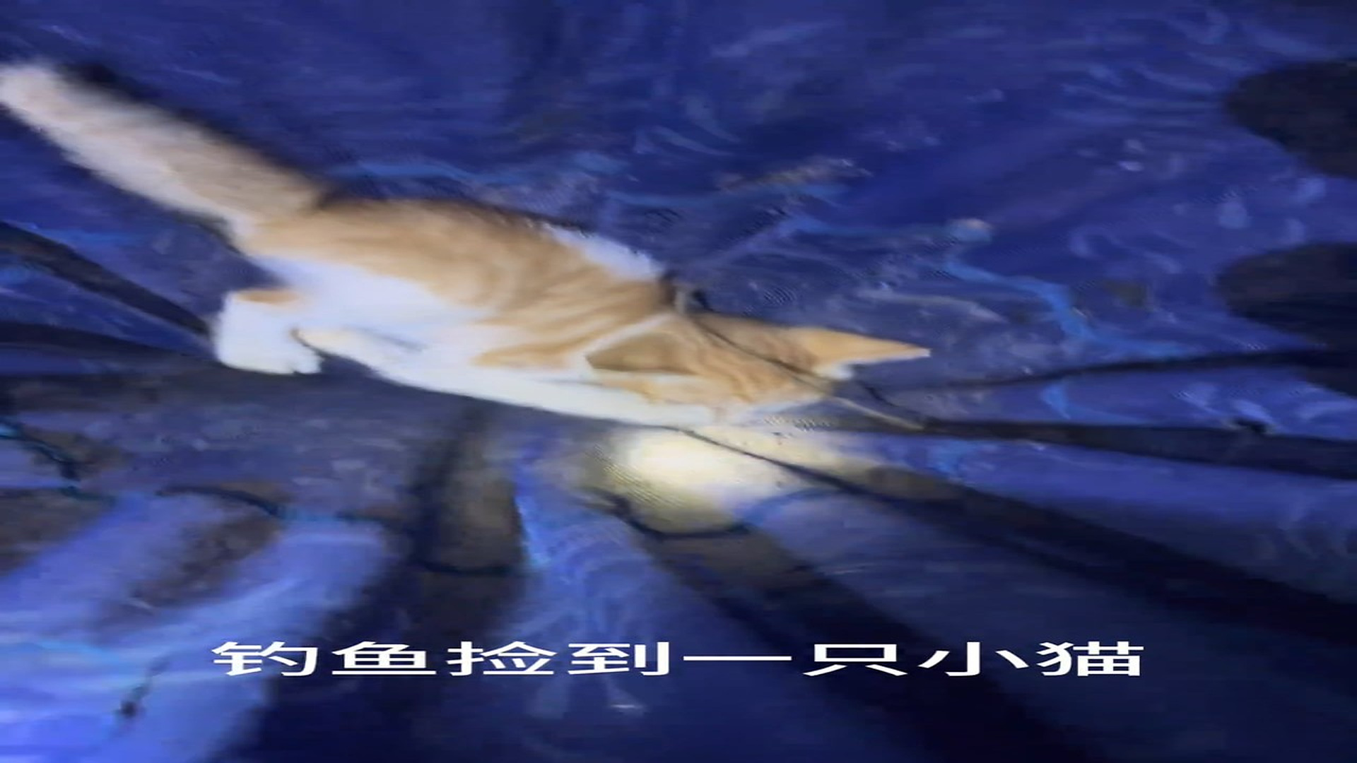 Full Video : Đ1409003_3_By the River, He Abandoned His Rod for a Dying Kitten's Last Breath—A Miraculous Rescue