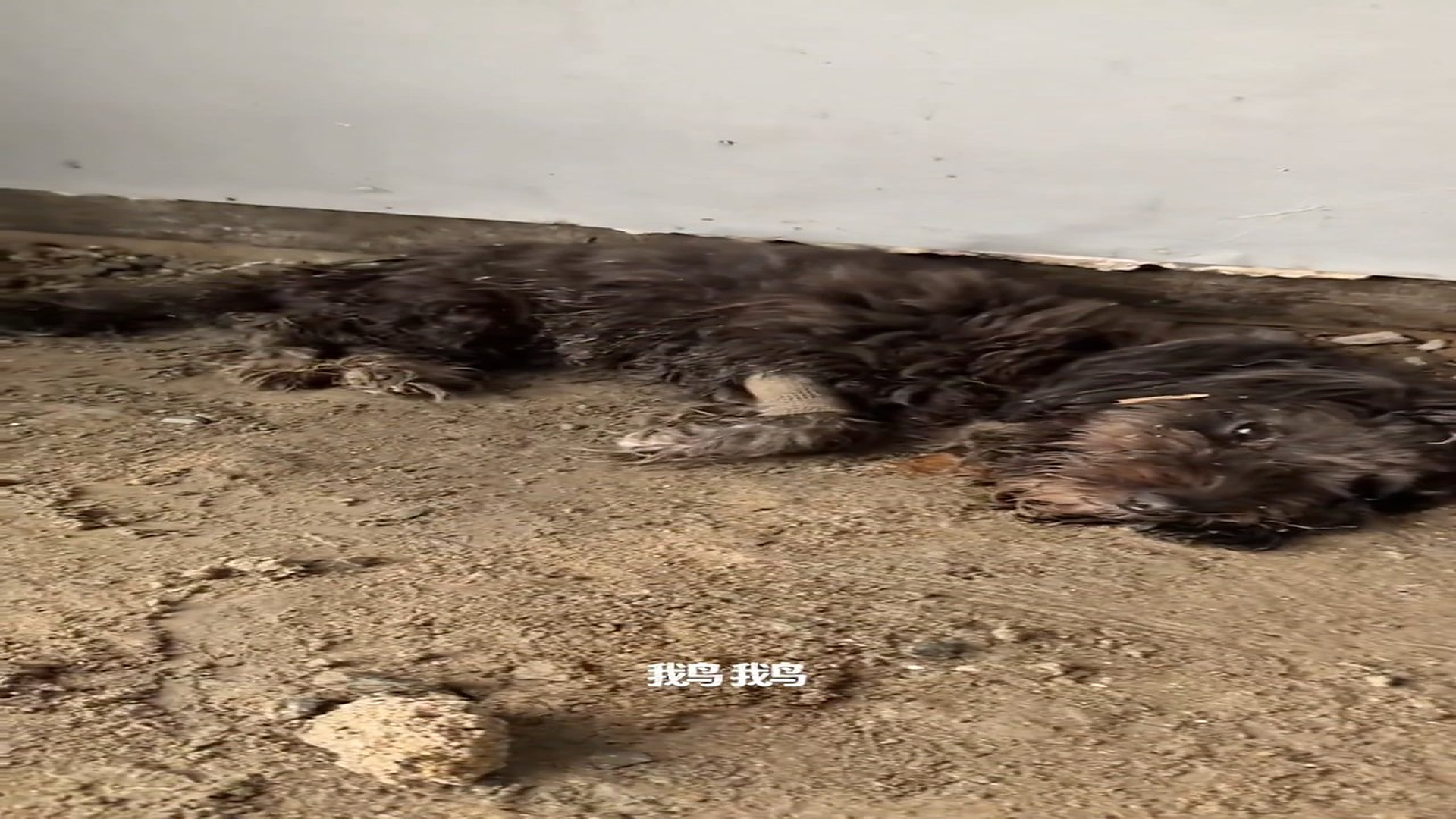 Full Video : Đ1409002_2_Abandoned Dog's Headache Worsens After Trying to Rest