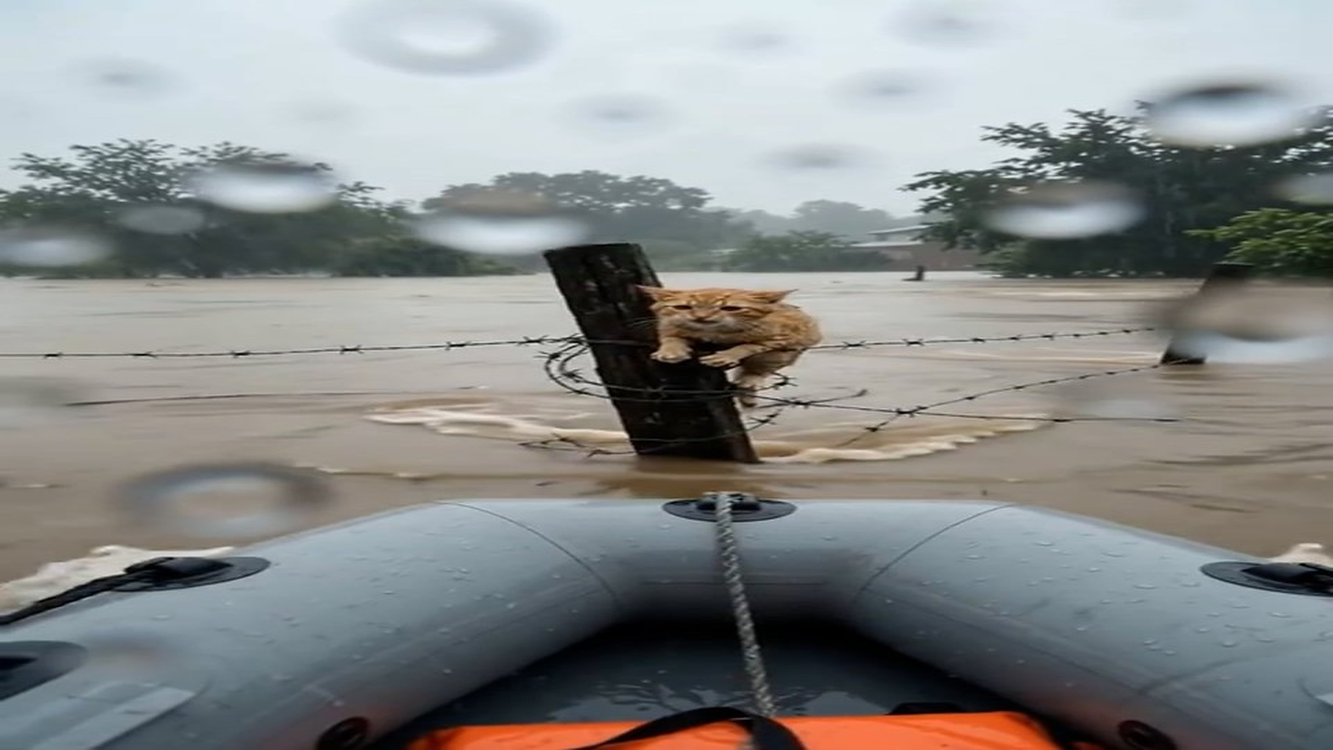 Full Video : Đ1409003_She was shaking, tangled in the wire �� She never pulled away from that hand #catrescue #floodresc
