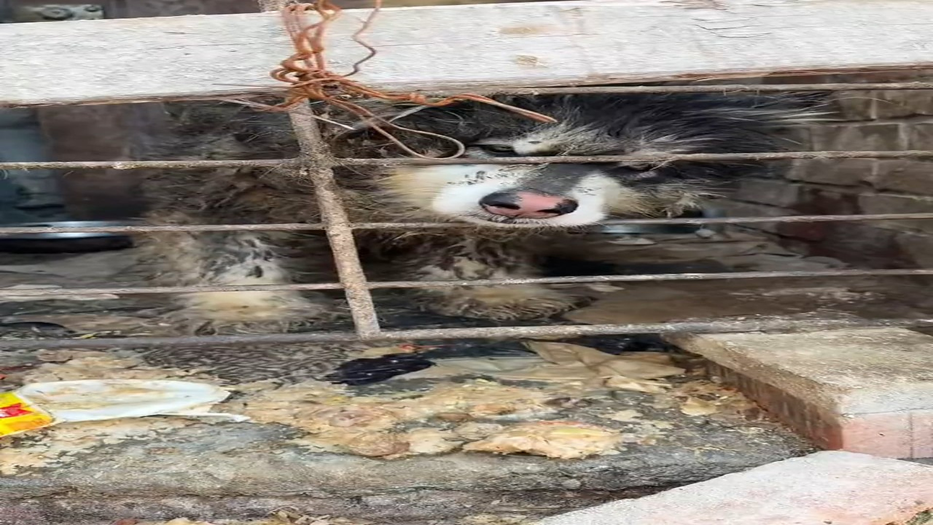 Full Video : Đ1409001_8_Domini's Latest Update Half a Year Later, A New Chapter Begins