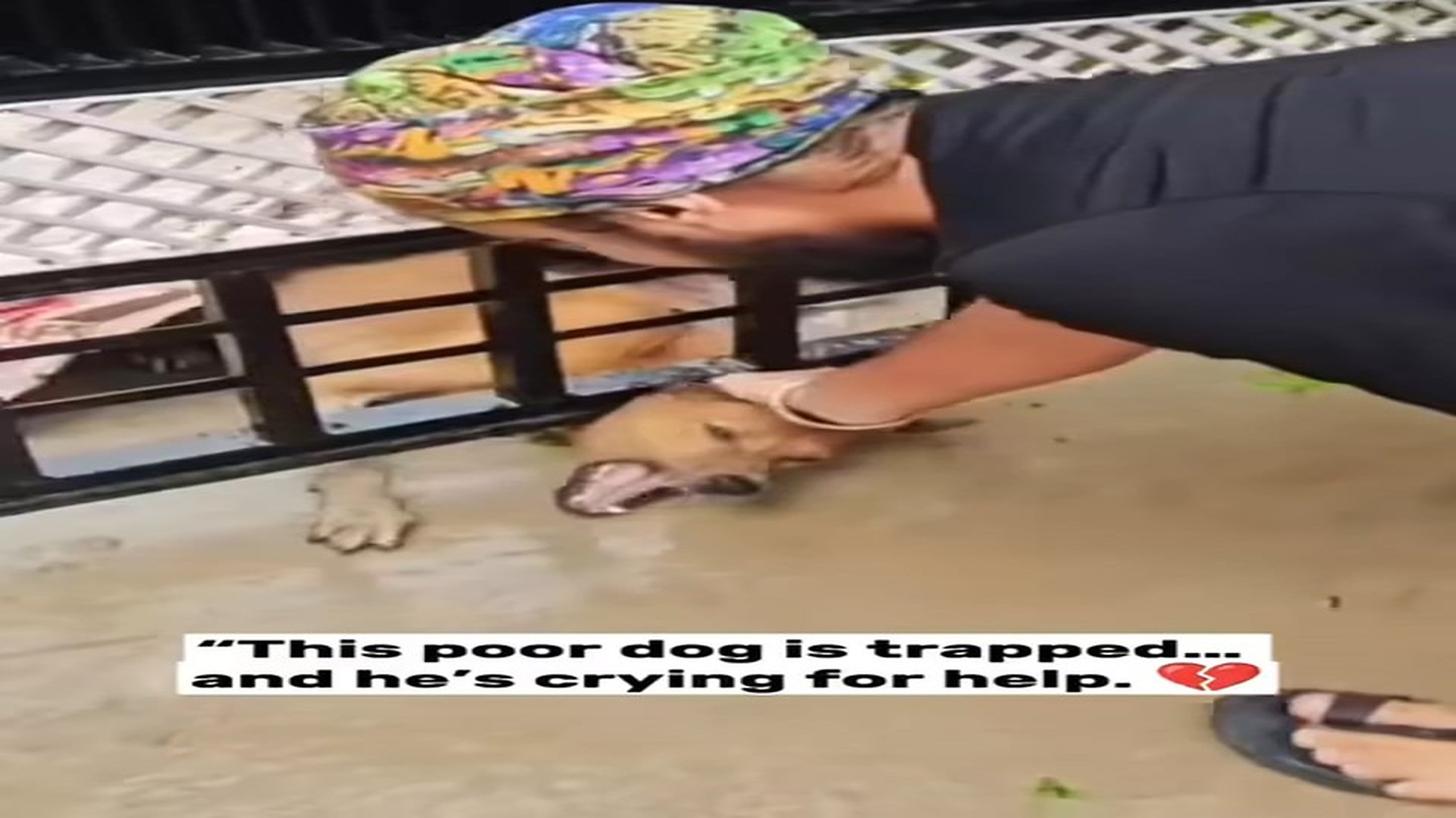 Full Video : Đ1609001_Dog got himself stuck in fence Thankfully, he s safe! Would