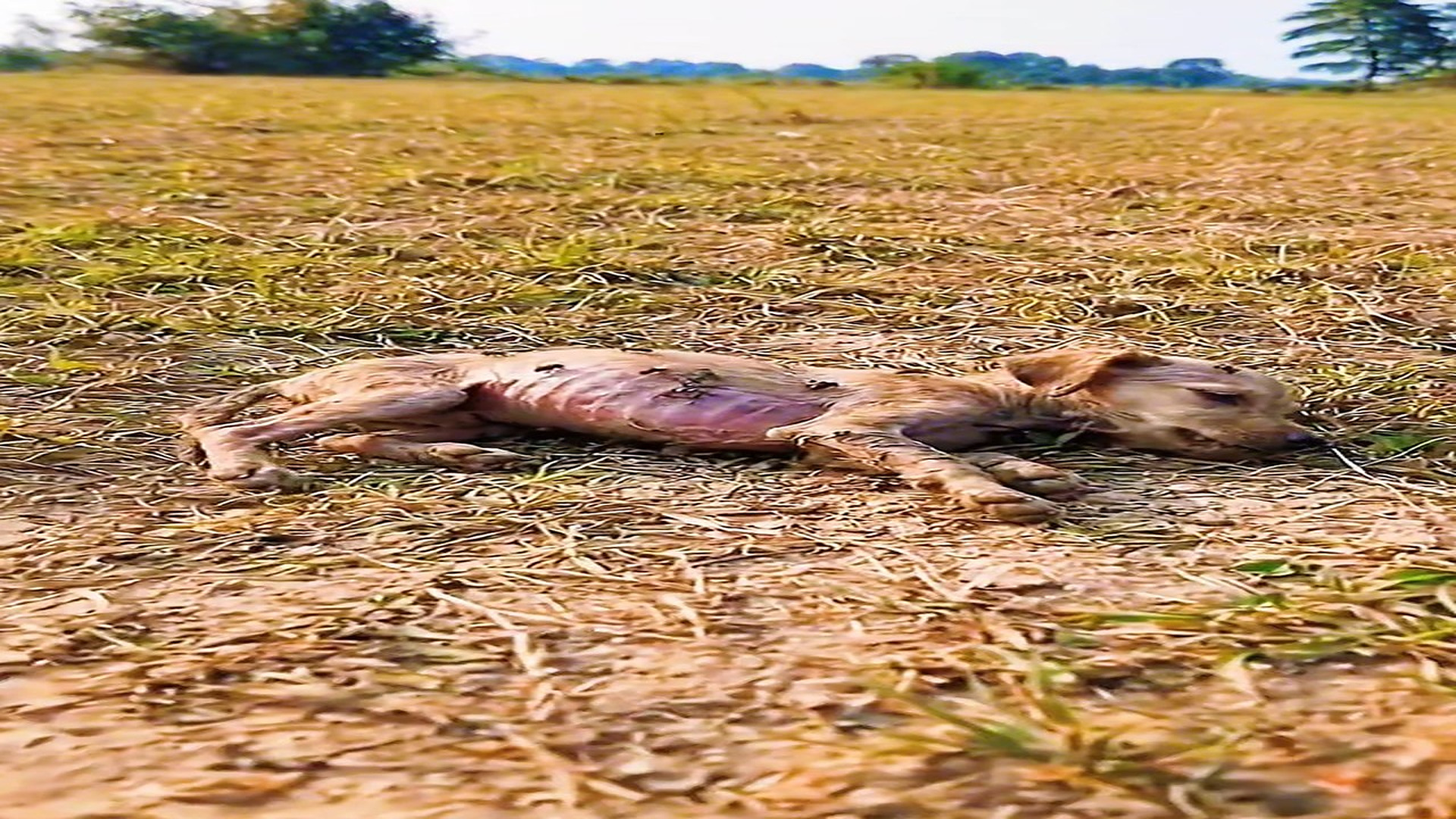 Full Video : Đ1609001_2_Your Lens Captures the Soul of Stray Dogs A Call to Save and Reject Abandonment